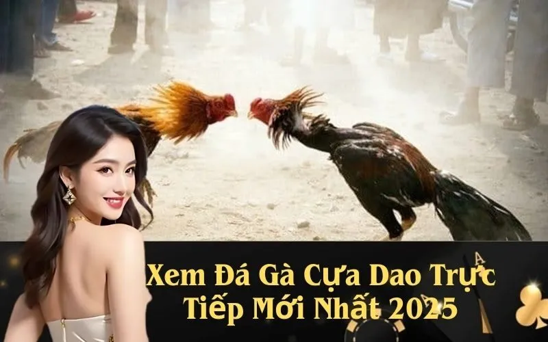 Xem Đá Gà Cựa Dao Trực Tiếp Mới Nhất 2025