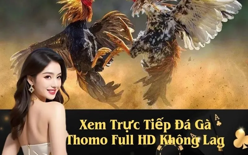 Xem Trực Tiếp Đá Gà Thomo Full HD Không Lag