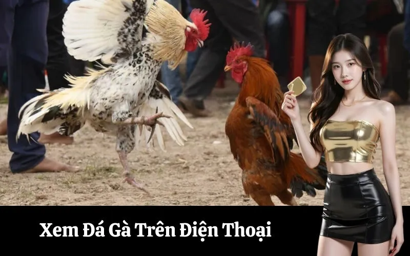 Xem Đá Gà Trên Điện Thoại